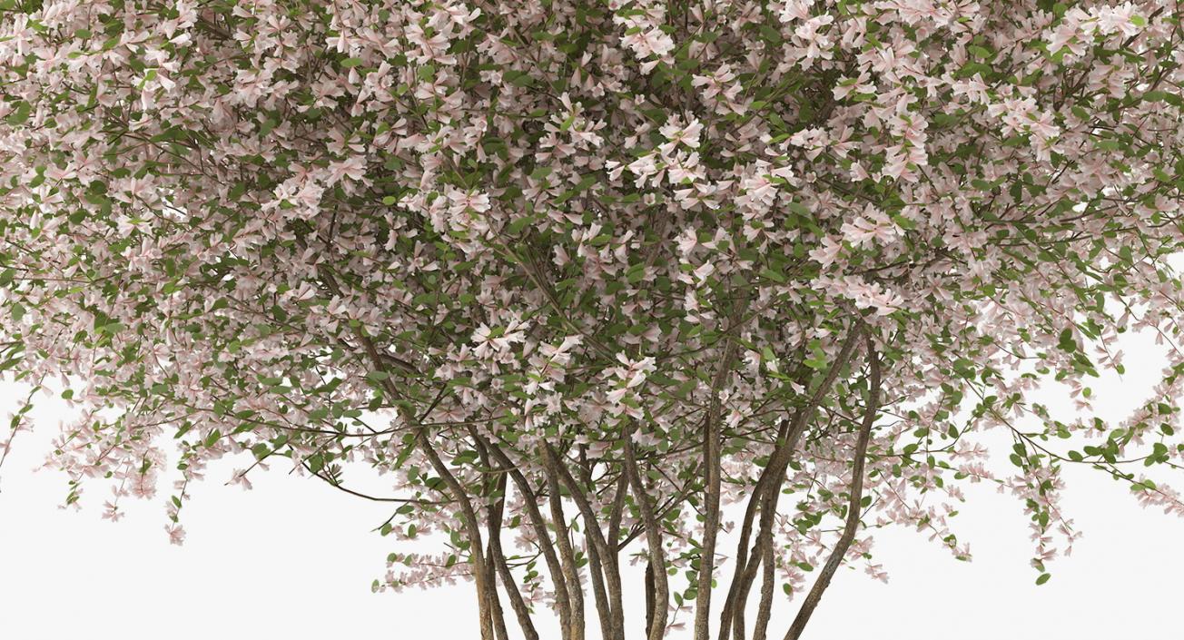 Flowering Bushes and Trees Collection 5 3D model