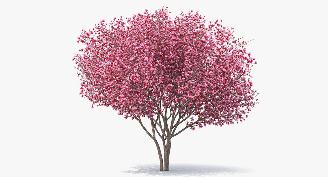 Flowering Bushes and Trees Collection 5 3D model