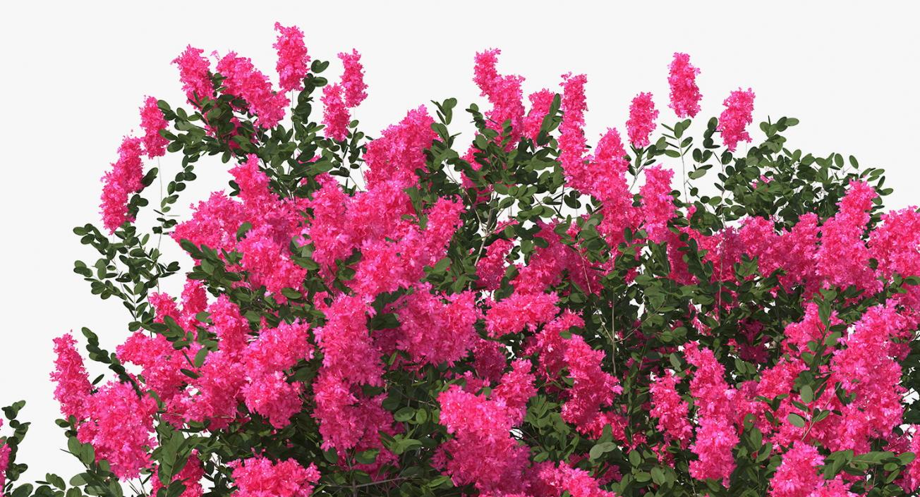 Flowering Bushes and Trees Collection 5 3D model