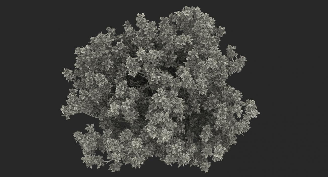 Flowering Bushes and Trees Collection 5 3D model