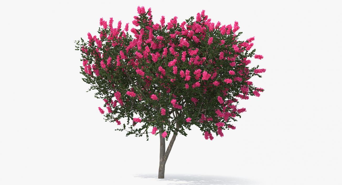 Flowering Bushes and Trees Collection 5 3D model