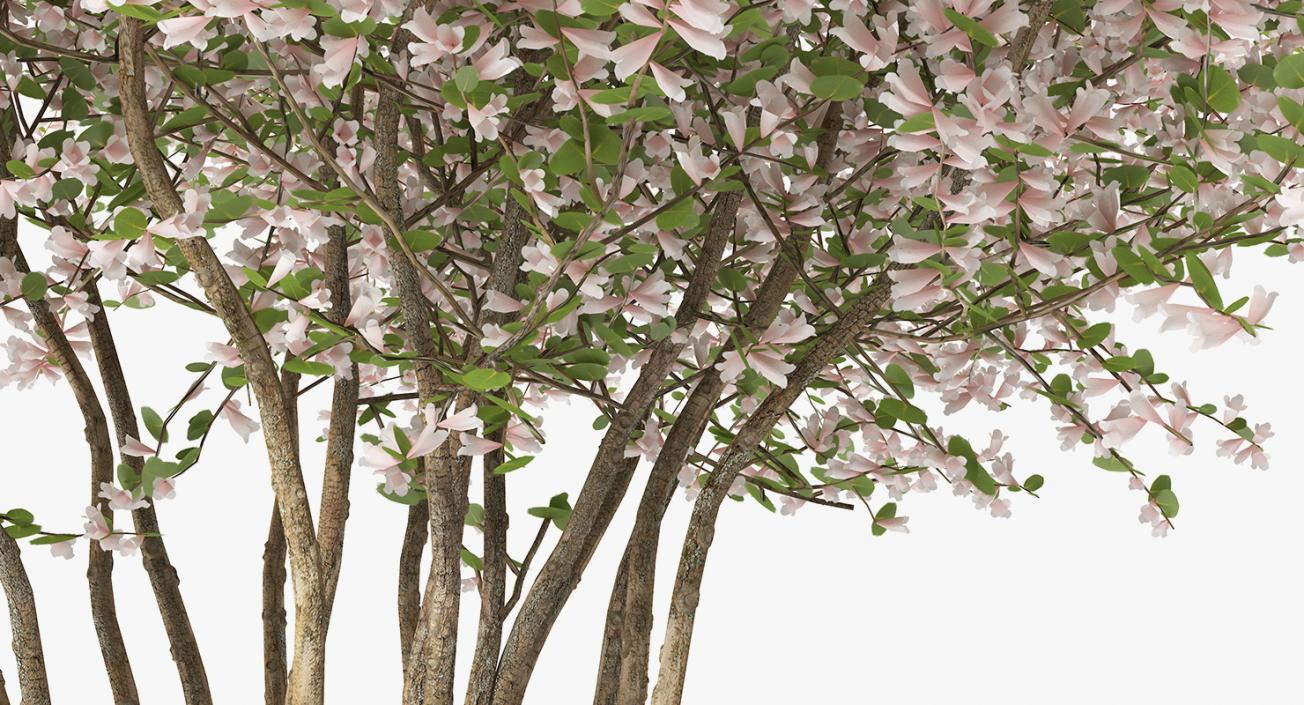 Flowering Bushes and Trees Collection 5 3D model