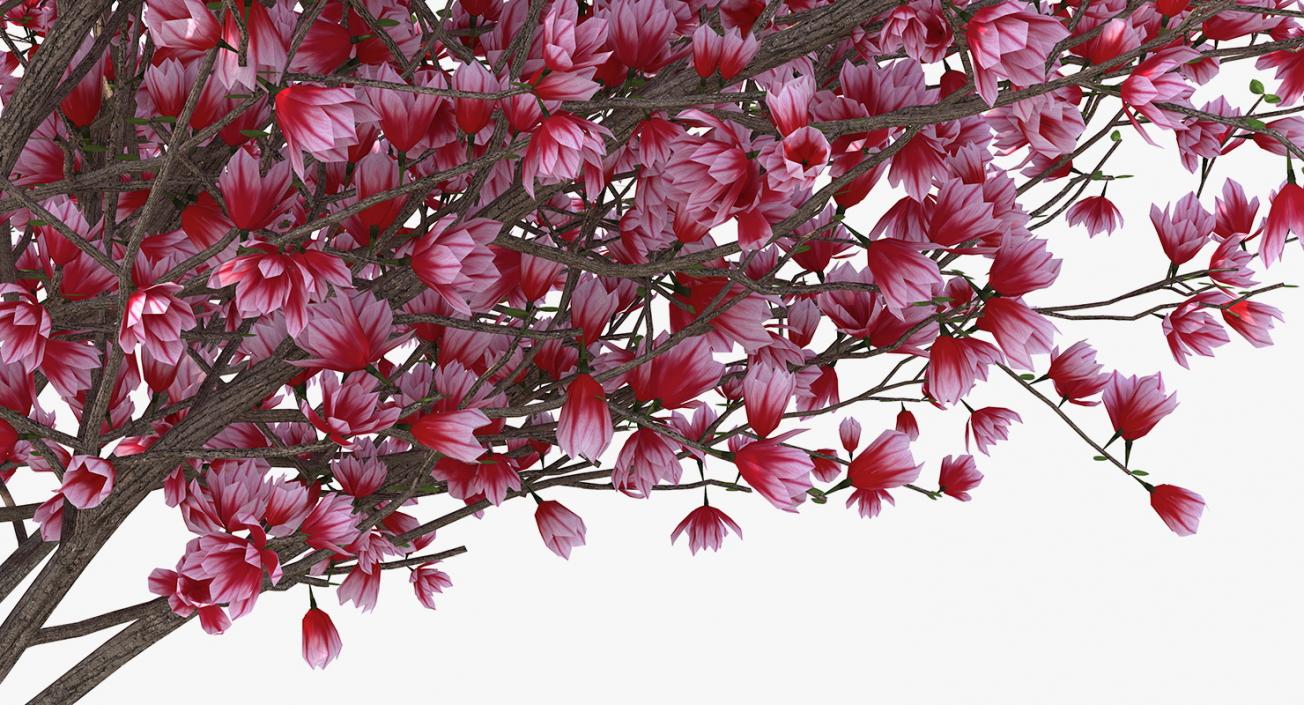 Flowering Bushes and Trees Collection 5 3D model