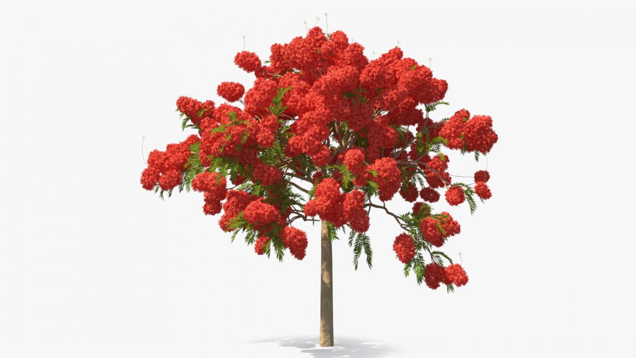 Flowering Bushes and Trees Collection 5 3D model