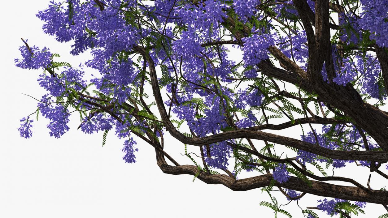 Flowering Bushes and Trees Collection 5 3D model