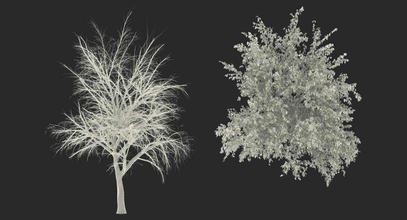 Flowering Bushes and Trees Collection 5 3D model