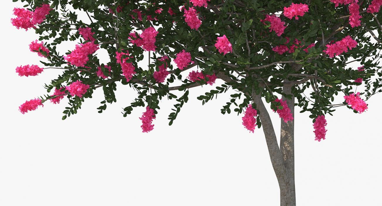 Flowering Bushes and Trees Collection 5 3D model