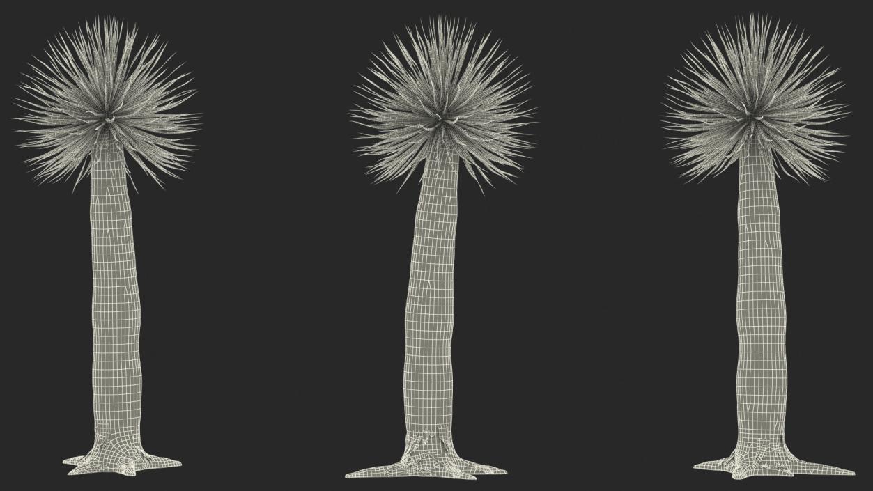 3D Dragon Blood Tree Young model