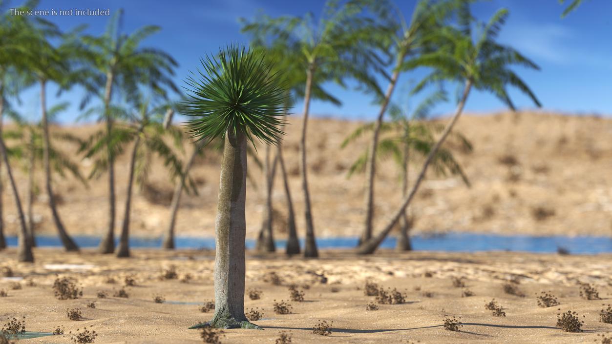 3D Dragon Blood Tree Young model