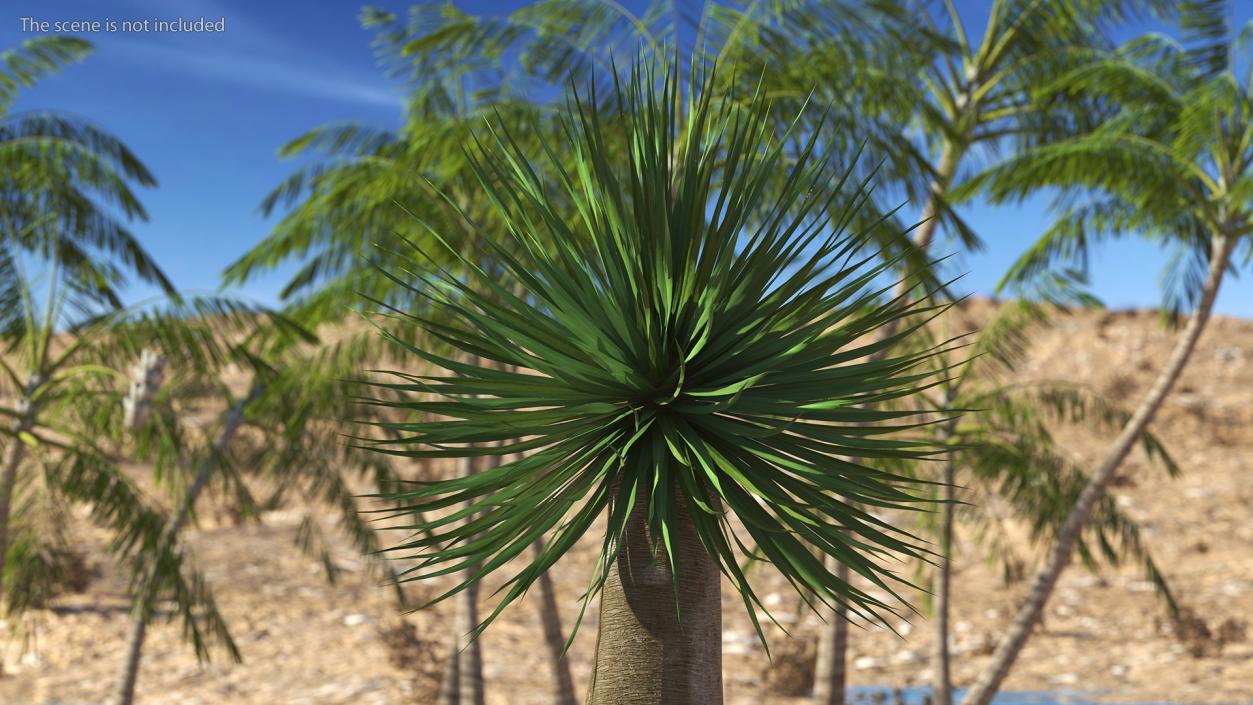 3D Dragon Blood Tree Young model