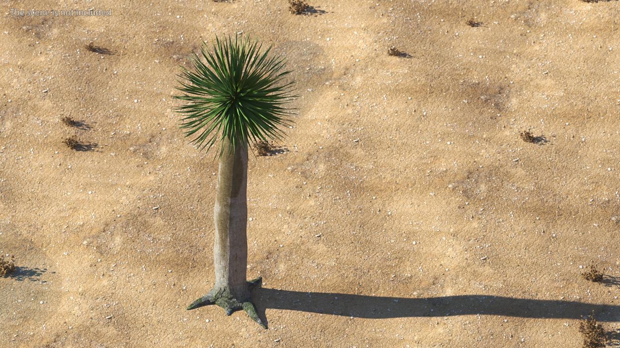 3D Dragon Blood Tree Young model