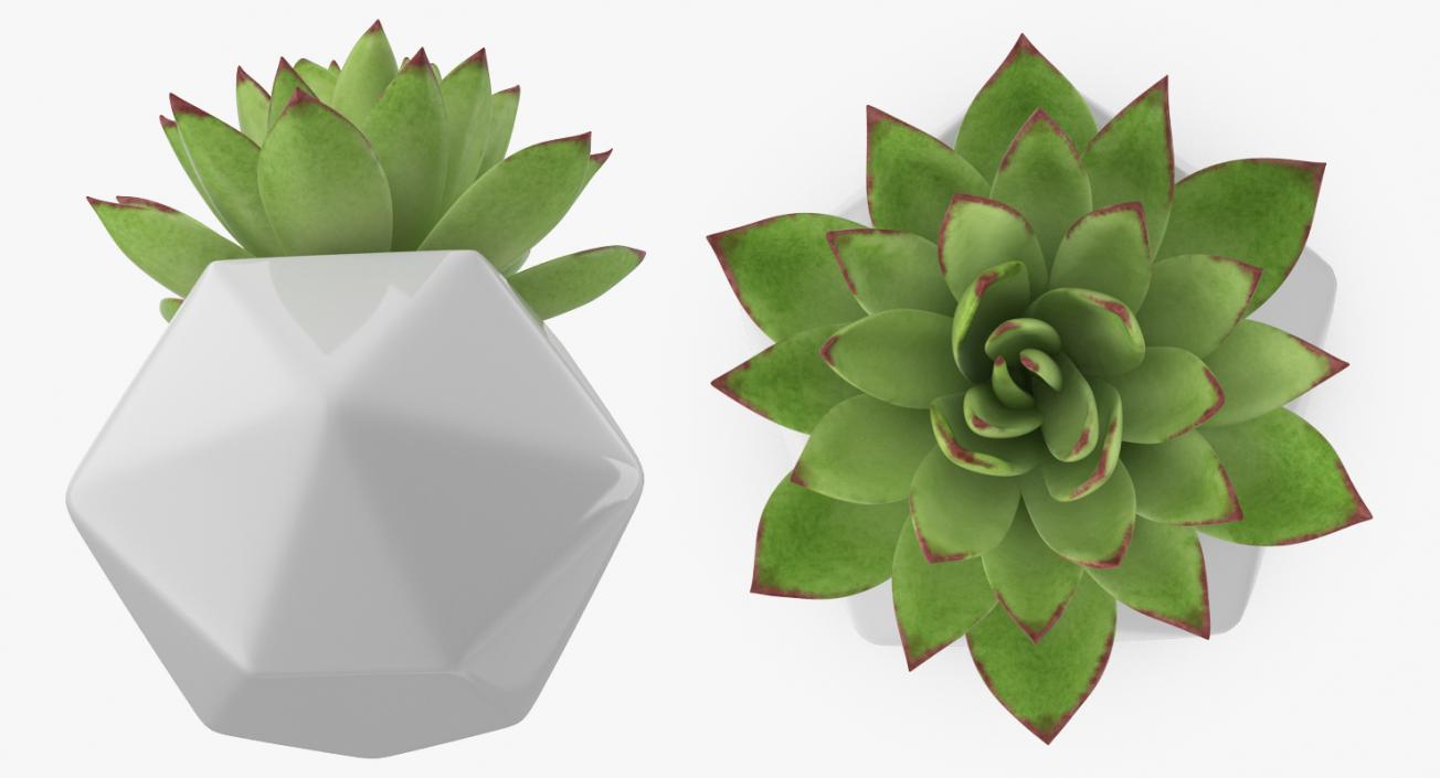 3D Succulents Collection