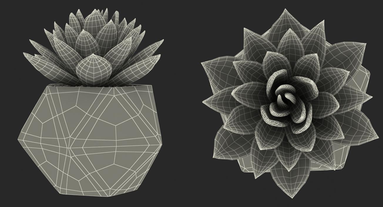 3D Succulents Collection