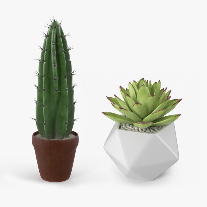 3D Succulents Collection