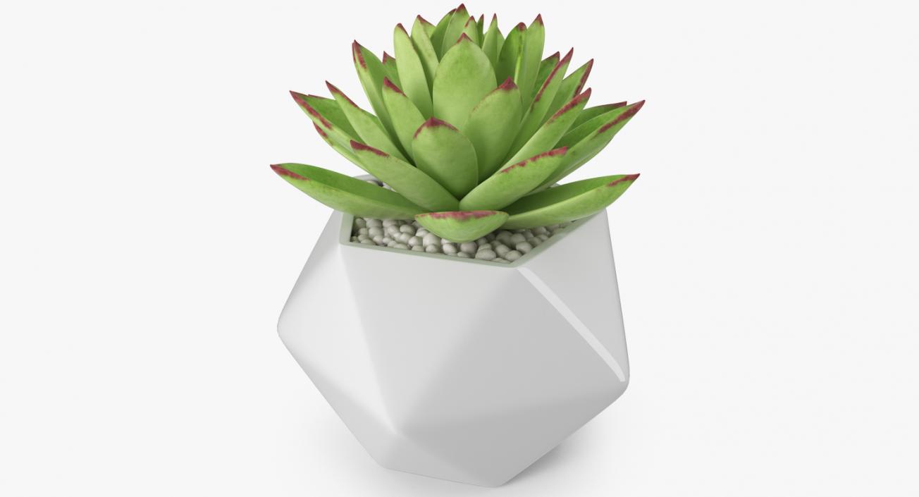 3D Succulents Collection