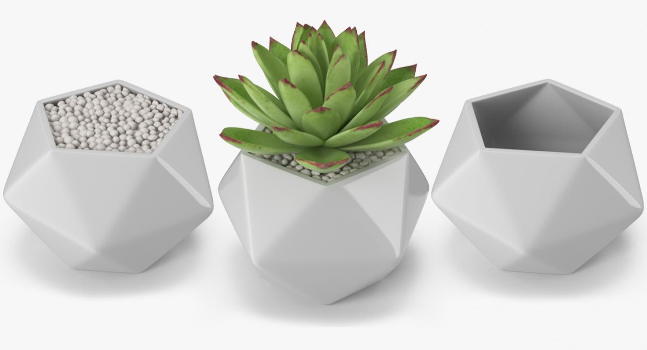 3D Succulents Collection