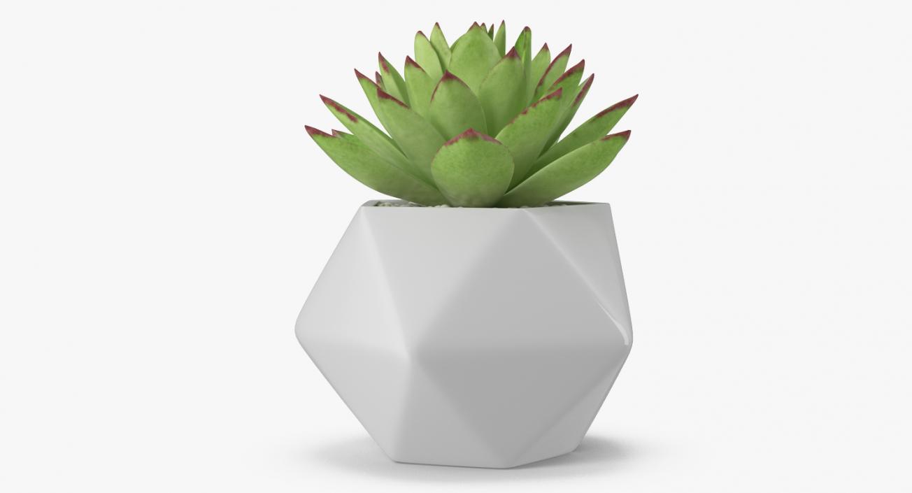 3D Succulents Collection