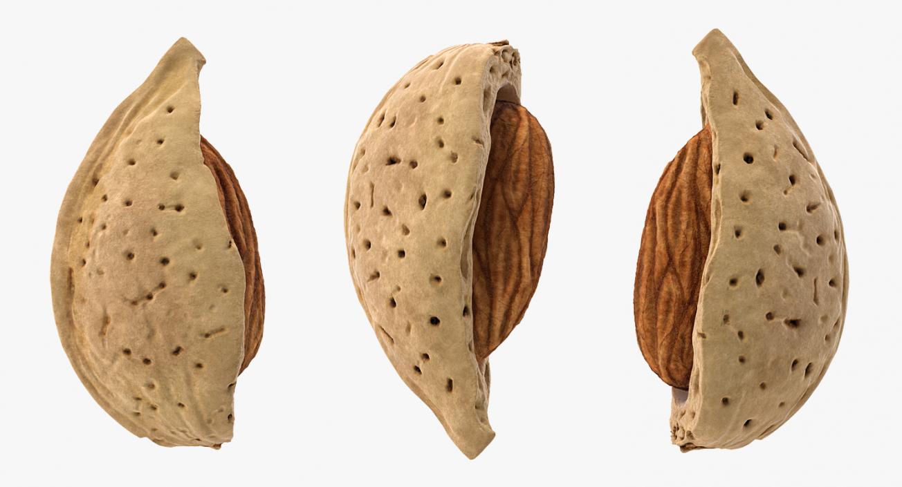 3D Broken Almond Shell with Almond