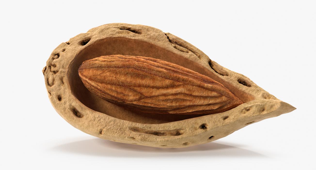 3D Broken Almond Shell with Almond