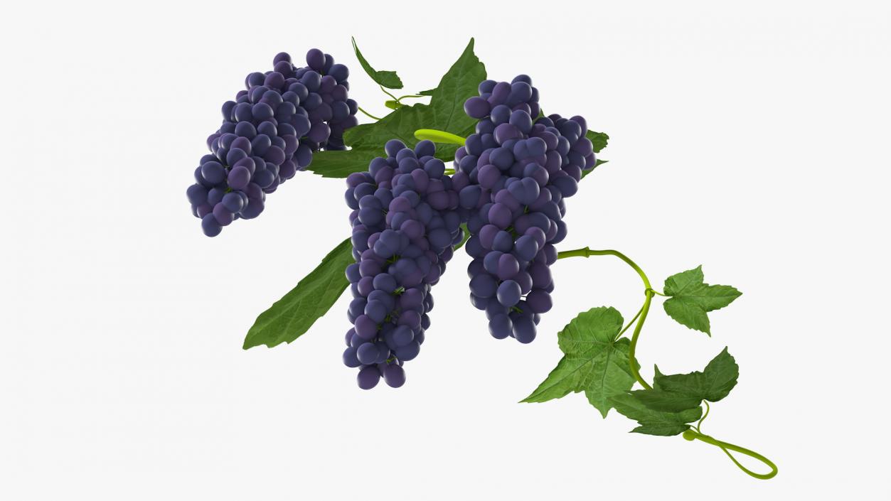 Grapes Collection 3 3D model