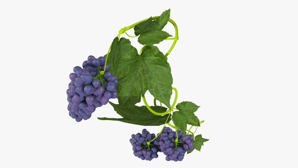 Grapes Collection 3 3D model