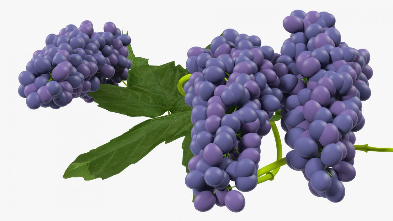 Grapes Collection 3 3D model