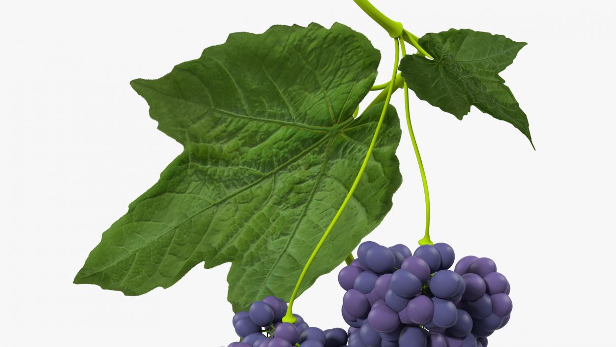 Grapes Collection 3 3D model