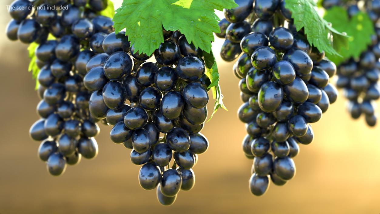 Grapes Collection 3 3D model