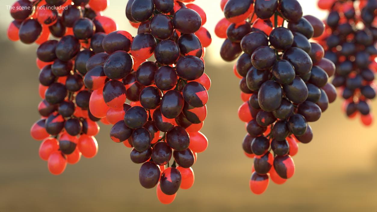 Grapes Collection 3 3D model