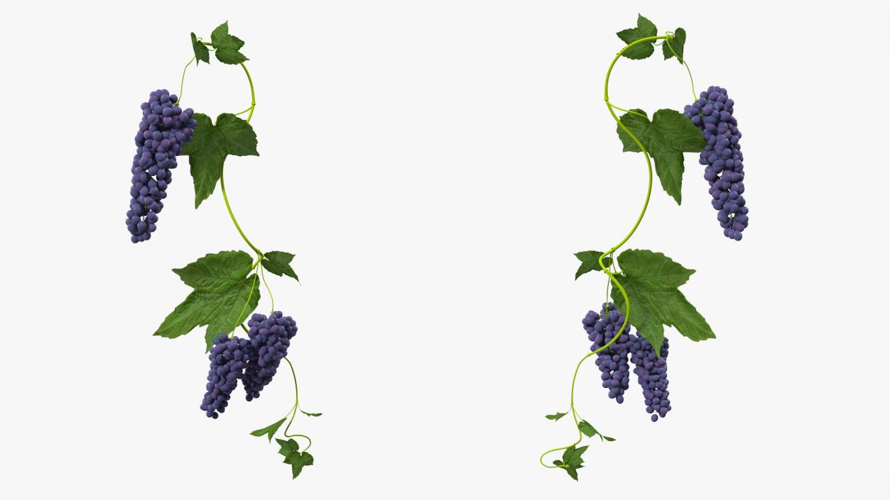 Grapes Collection 3 3D model