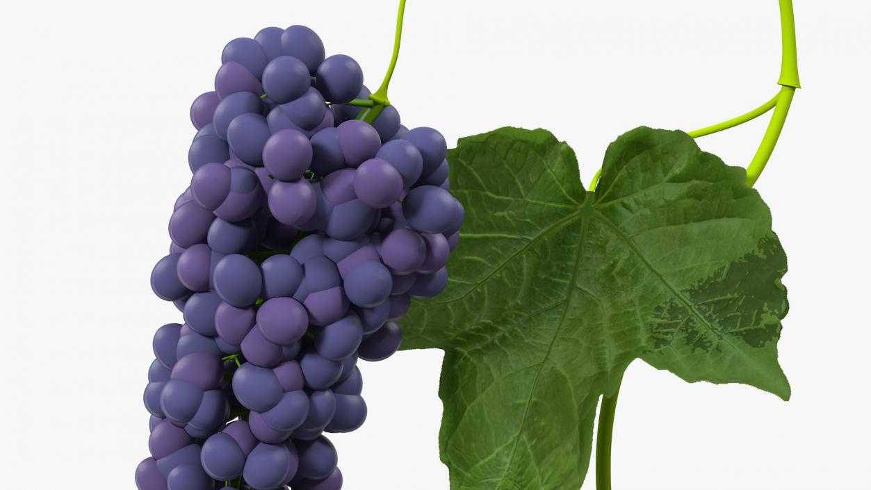 Grapes Collection 3 3D model