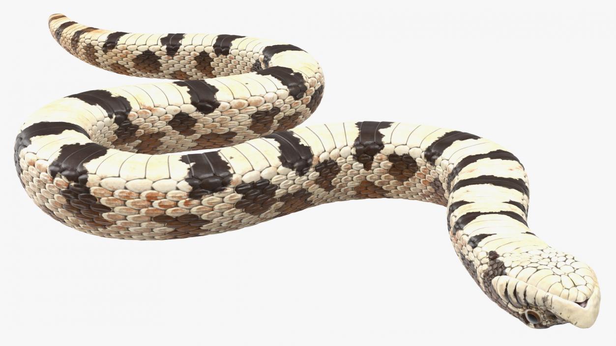 3D Crawling Brown Hognose Snake model