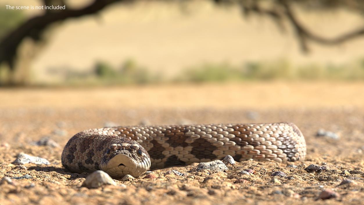 3D Crawling Brown Hognose Snake model