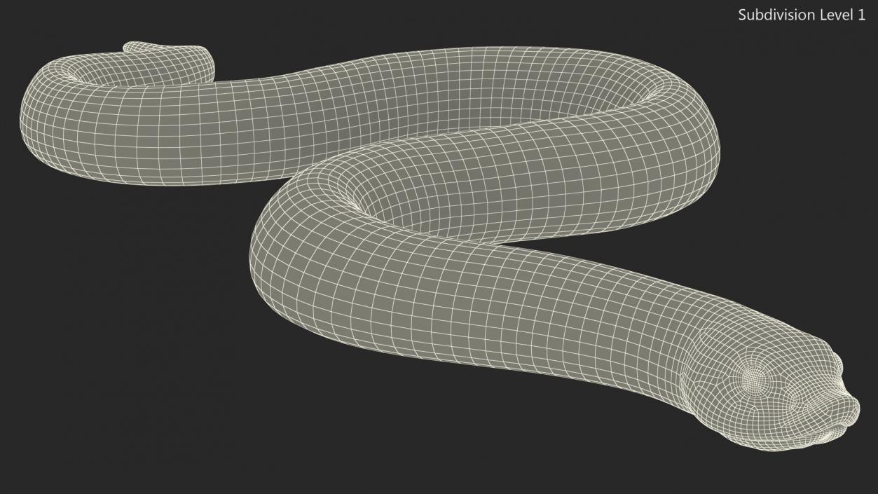 3D Crawling Brown Hognose Snake model