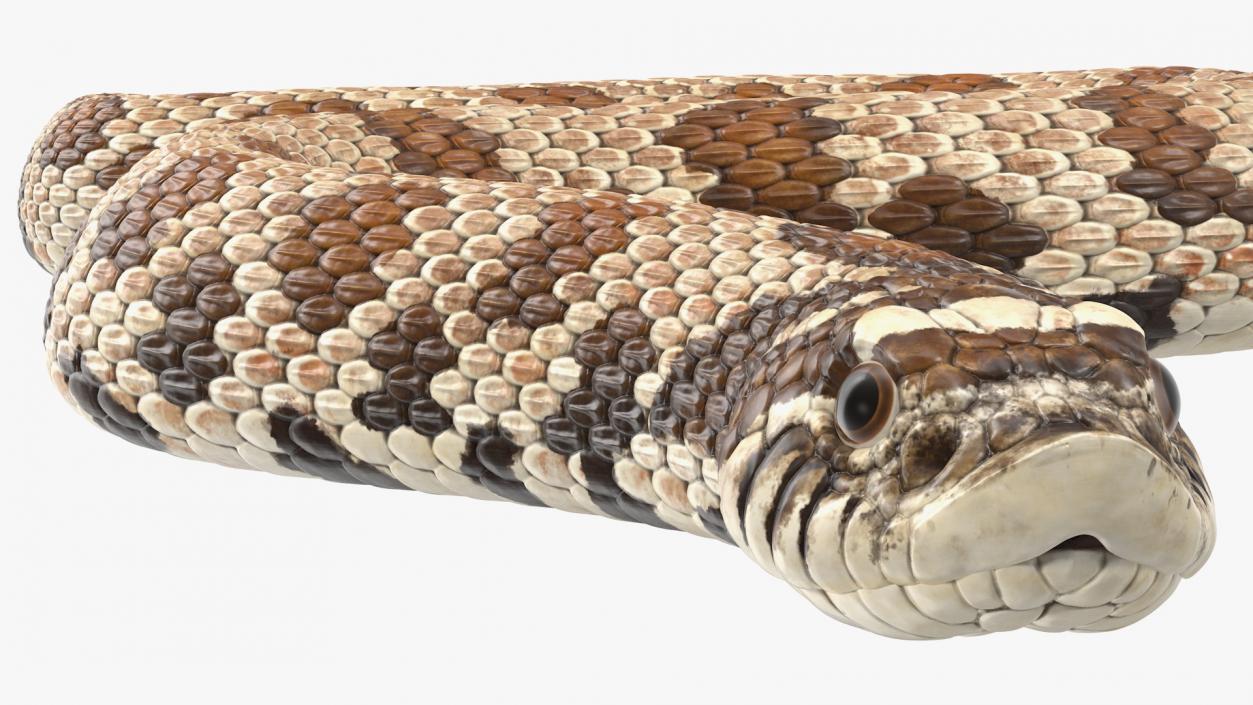 3D Crawling Brown Hognose Snake model