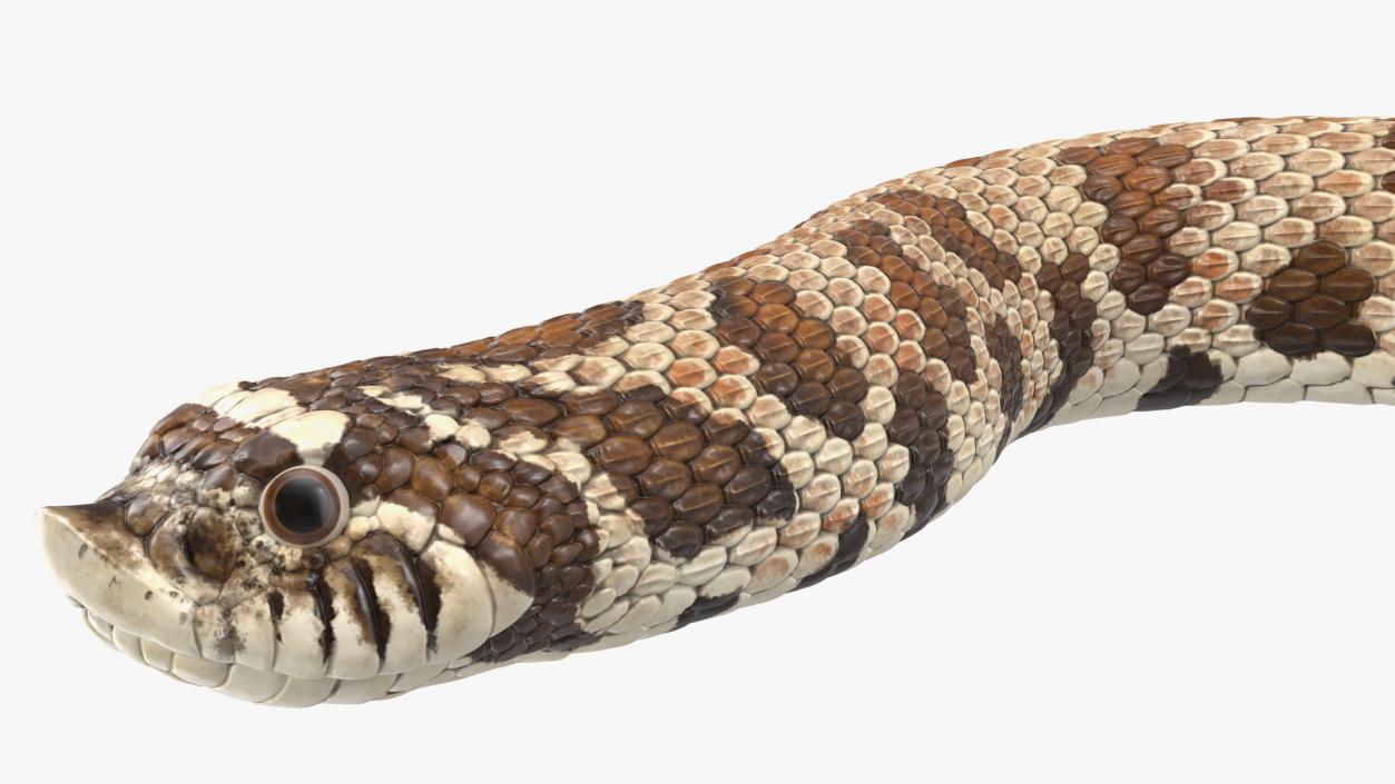 3D Crawling Brown Hognose Snake model