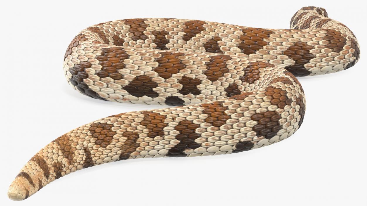 3D Crawling Brown Hognose Snake model