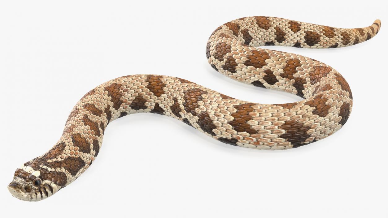 3D Crawling Brown Hognose Snake model