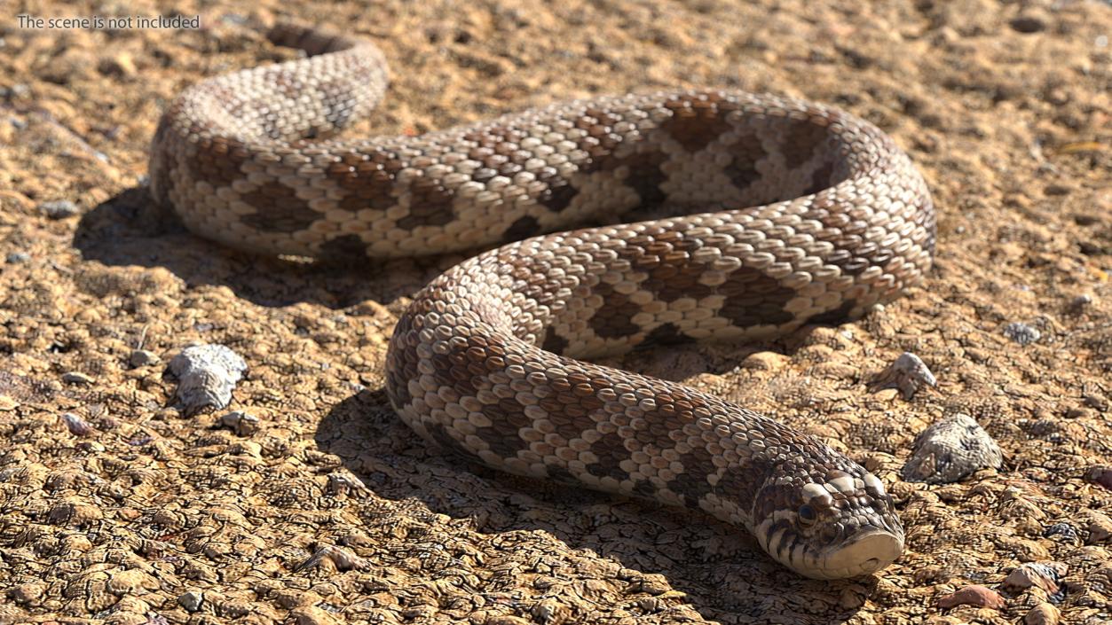 3D Crawling Brown Hognose Snake model