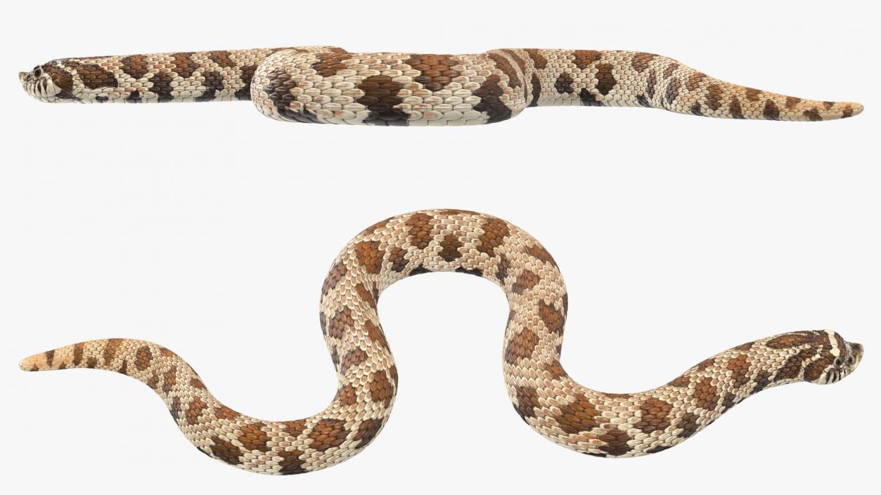 3D Crawling Brown Hognose Snake model