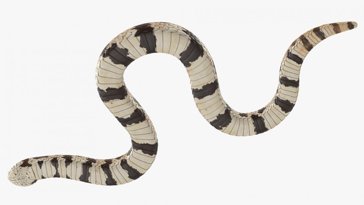 3D Crawling Brown Hognose Snake model