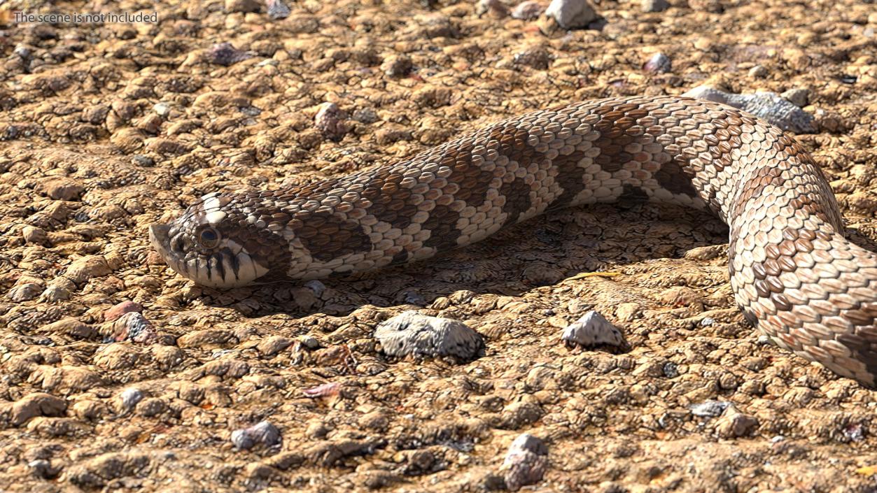 3D Crawling Brown Hognose Snake model