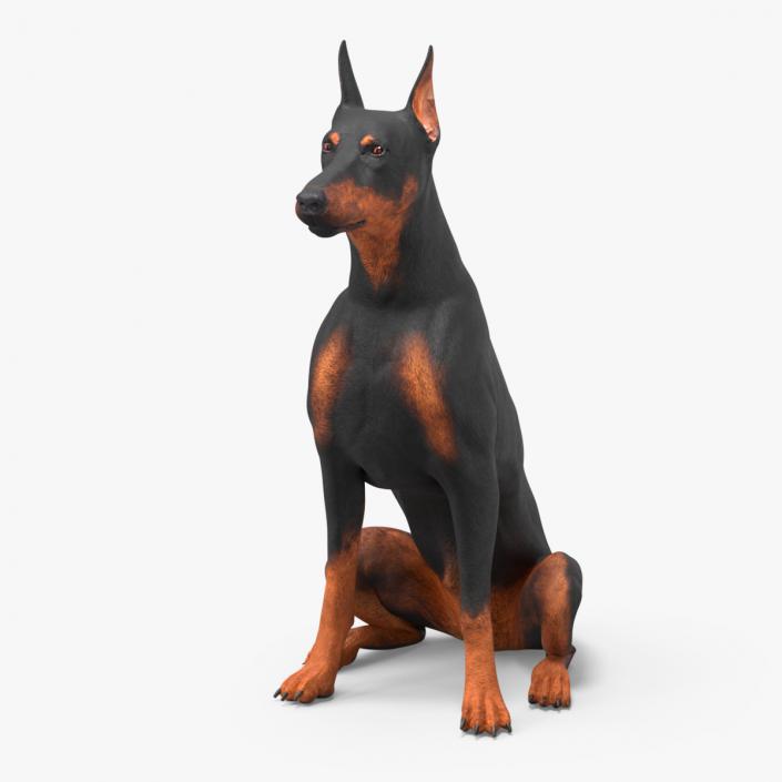 3D Doberman Pinscher Dog Sits 2 model