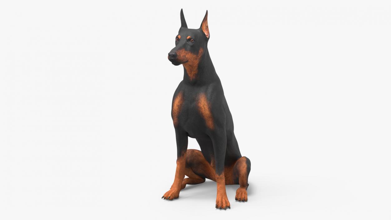 3D Doberman Pinscher Dog Sits 2 model