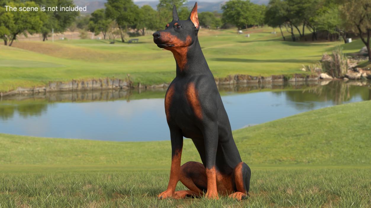 3D Doberman Pinscher Dog Sits 2 model