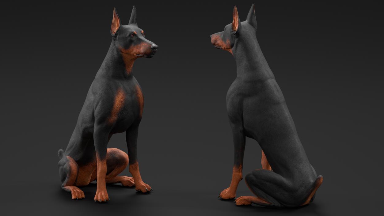 3D Doberman Pinscher Dog Sits 2 model