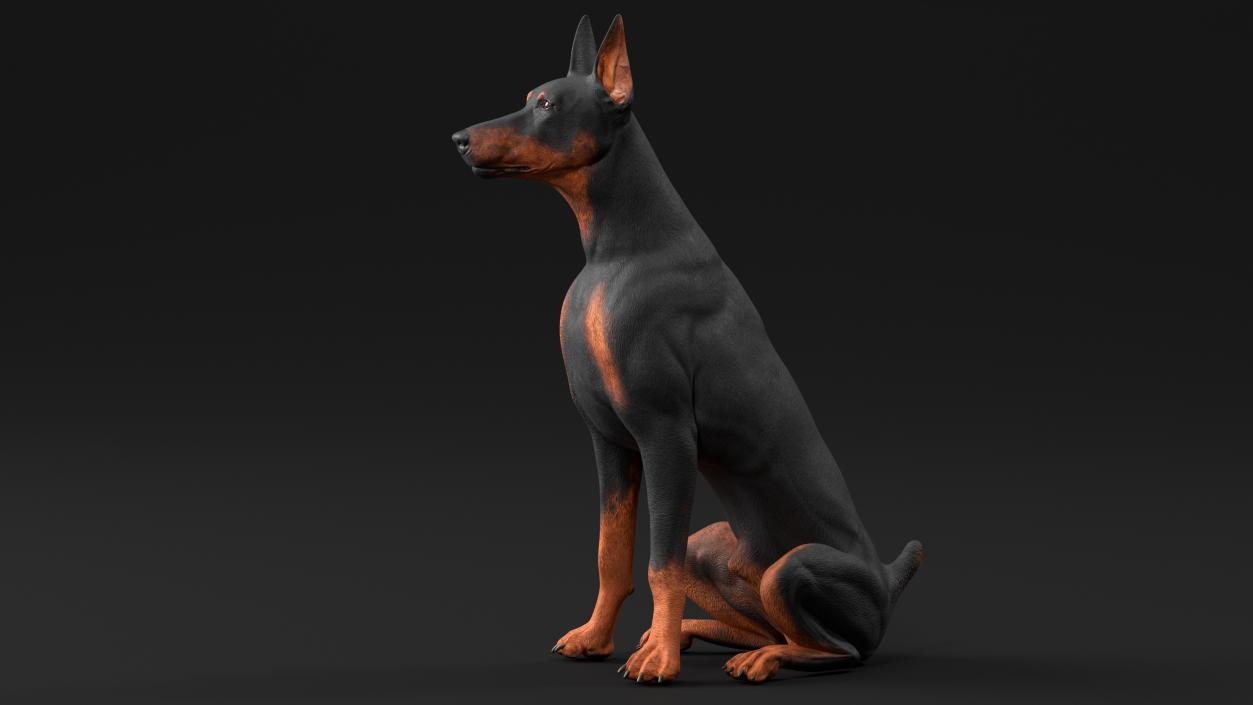 3D Doberman Pinscher Dog Sits 2 model