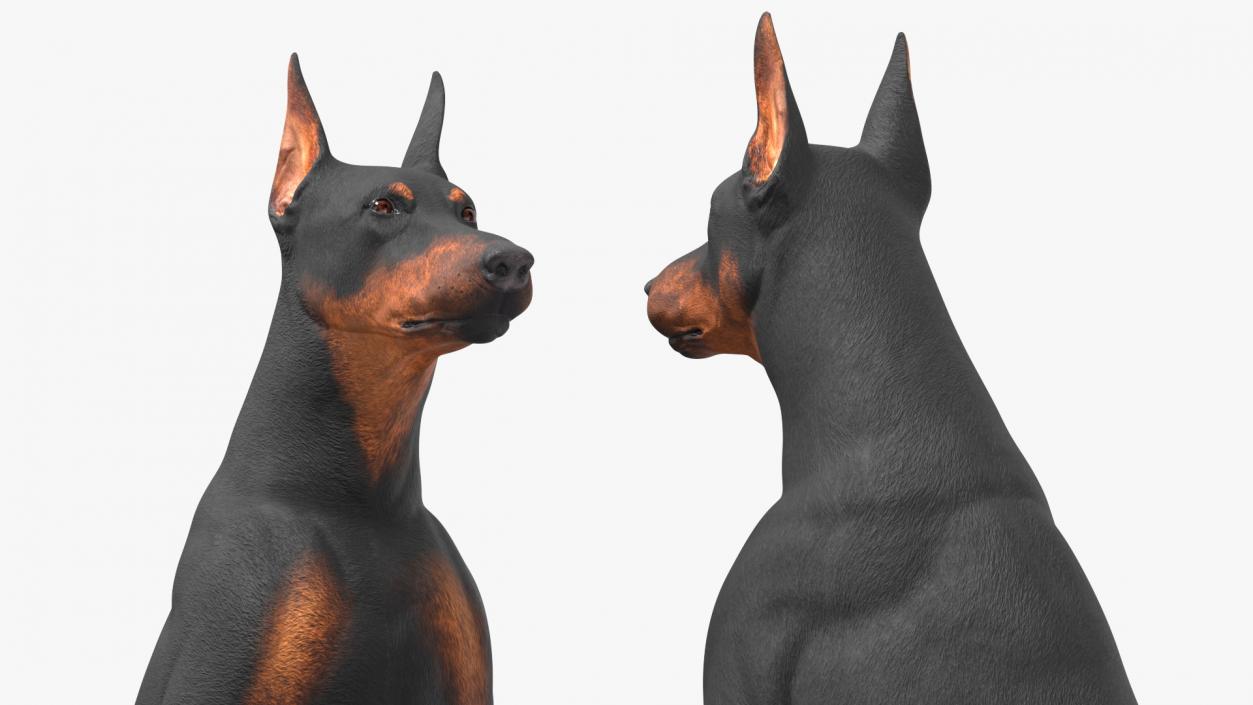 3D Doberman Pinscher Dog Sits 2 model