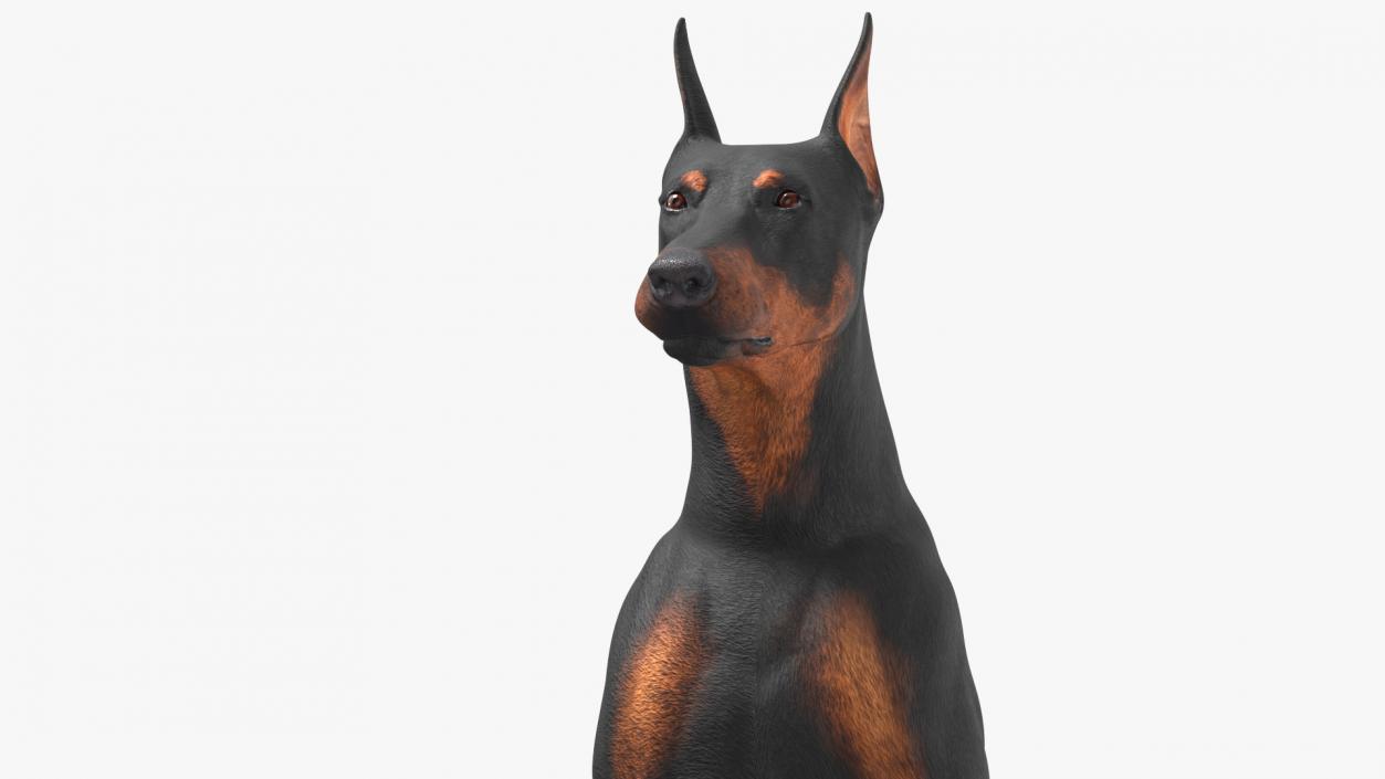 3D Doberman Pinscher Dog Sits 2 model