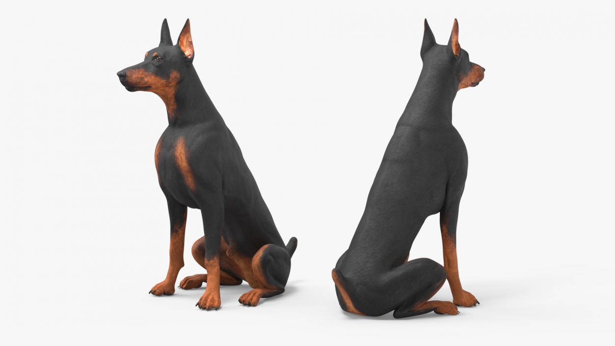 3D Doberman Pinscher Dog Sits 2 model